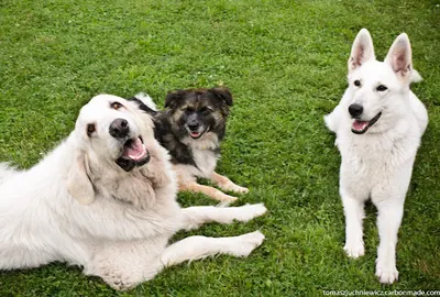 Szkoła Psa - hotel Marta Kochanowska